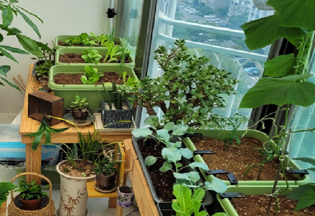 🌱 베란다 텃밭 일기: 흙에서 얻는 풍성함과 인내